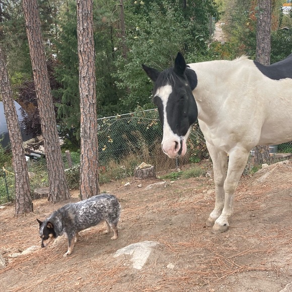 My gorgeous quarter paint Chief 💕 - Picture 3 of 8